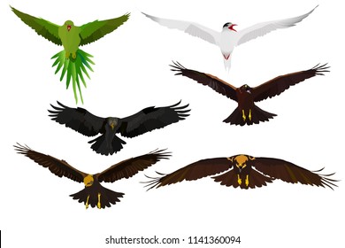 Flying birds. Birds landing. Vector images. Parrot, Tern, Eagle and hawks. White background.