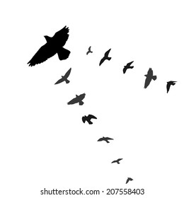 Flying birds on white background. Vector