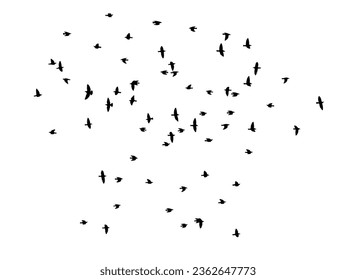 Flying birds silhouette flock. Vector illustration