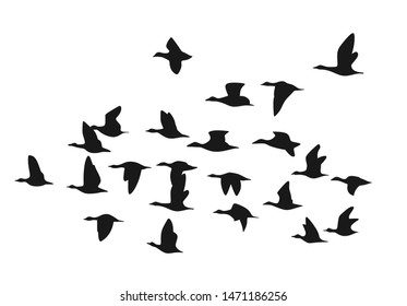 Flying birds silhouette in the sky. Vector