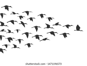 Flying birds silhouette in the sky. Vector
