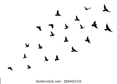 Flying birds silhouettes on isolated background. Vector illustration. isolated bird flying. tattoo and wallpaper background design.