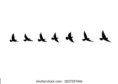 Flying birds silhouettes on isolated background. Vector illustration. isolated bird flying. tattoo and wallpaper background design.