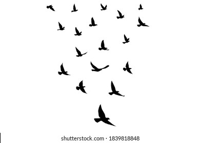 Flying birds silhouettes on isolated background. Vector illustration. isolated bird flying. tattoo and wallpaper background design.