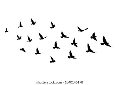 Flying birds silhouettes on isolated background. Vector illustration. isolated bird flying. tattoo and wallpaper background design.