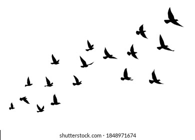 Flying birds silhouettes on isolated background. Vector illustration. isolated bird flying. tattoo and wallpaper background design.