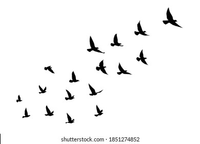 Flying birds silhouettes on isolated background. Vector illustration. isolated bird flying. tattoo and wallpaper background design.