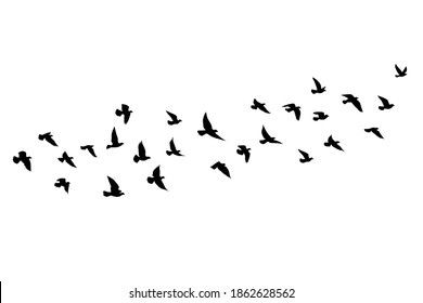 Flying birds silhouettes on isolated background. Vector illustration. isolated bird flying. tattoo and wallpaper background design. sky and cloud with fly bird. color shade palette.