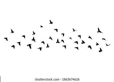 Flying birds silhouettes isolated background  Vector illustration  isolated bird flying  tattoo   wallpaper background design  sky   cloud and fly bird  color shade palette 