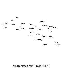 Flying birds silhouettes on white background. Vector illustration. isolated bird flying. tattoo design.