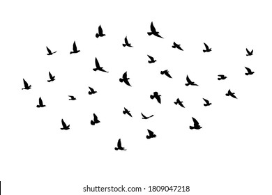 Flying Birds Silhouettes On White Background Stock Vector (Royalty Free ...