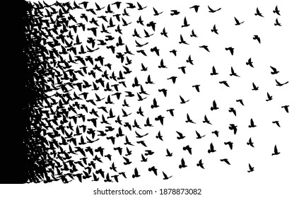 Flying birds silhouettes on white background. Vector illustration. isolated bird flying. tattoo design.	