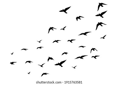 Flying birds silhouettes white background  Vector illustration  isolated bird flying  tattoo design 