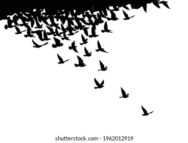 Flying Birds Silhouettes On White Background Stock Vector (Royalty Free ...