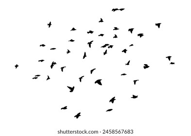 Flying birds silhouettes on white background. Vector illustration. isolated bird flying.