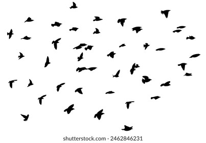 Flying birds silhouettes on white background. Vector illustration. isolated bird flying. tattoo design.