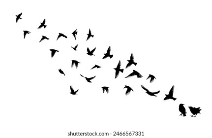 Flying birds silhouettes on white background. Vector illustration. isolated bird flying. tattoo design.