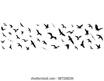 Flying birds silhouettes on white background. Vector illustration