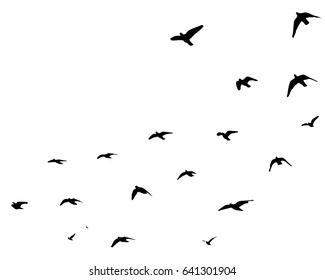 Flying birds silhouettes on white background. Vector illustration. isolated bird flying.