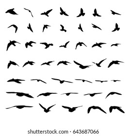 Flying birds and silhouettes on white background. Vector illustration. isolated bird flying.