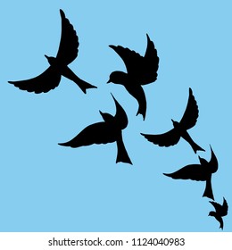 flying birds in the sky