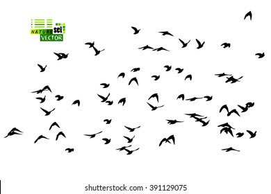 Flying birds in the sky. Vector