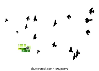 Flying birds in the sky. Vector