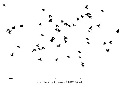 Flying birds in the sky. Vector