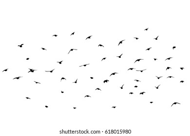 Flying birds in the sky. Vector