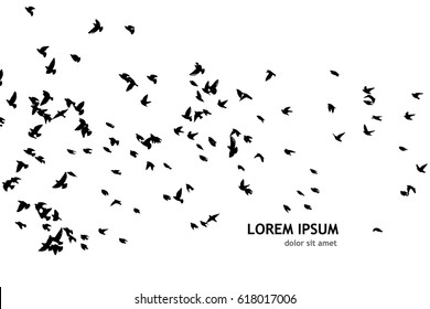Flying birds in the sky. Vector