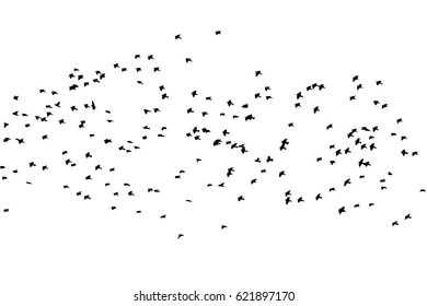 Flying birds in the sky. Vector