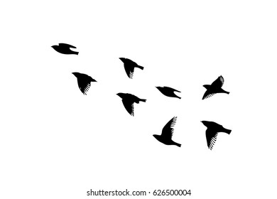 Flying birds in the sky. Vector