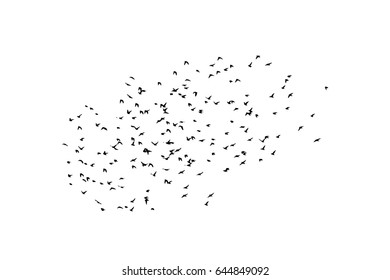 Flying birds in the sky. Vector