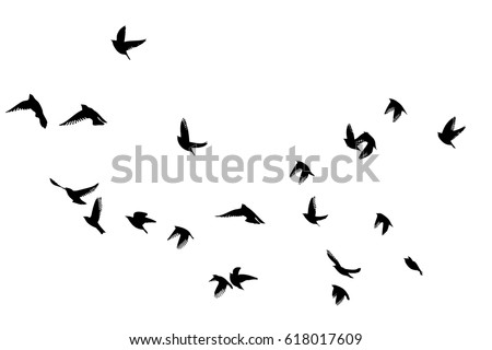 Flying birds in the sky. Vector 商業照片 © 