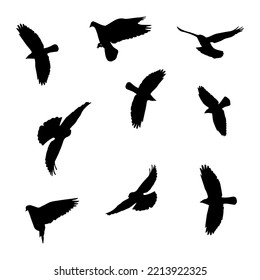 Flying birds stock illustration on white background.