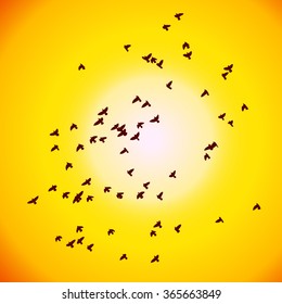Flying birds at sunset. Vector