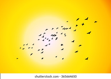 Flying birds at sunset. Vector