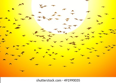Flying birds at sunset. Vector