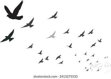 Flying birds with their approaching view. Vector birds. White background. 