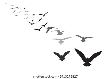 Flying birds with their approaching view. Vector birds. White background. 