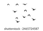 Flying Birds Vector And Illustration. 