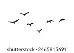 Flying Birds Vector And Illustration. 