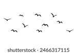 Flying Birds Vector And Illustration. 