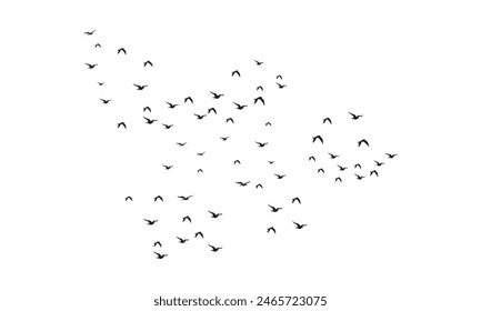 Flying Birds Vector And Illustration. 