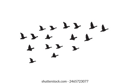 Flying Birds Vector And Illustration. 