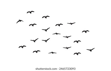 Flying Birds Vector And Illustration. 