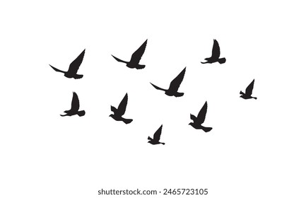Flying Birds Vector And Illustration. 