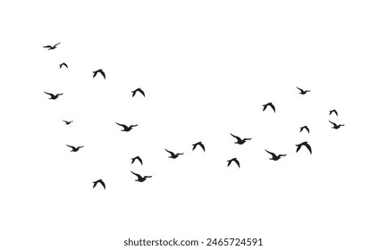 Flying Birds Vector And Illustration. 