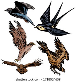flying Birds Vector Illustration Template  Design Collection Set 11