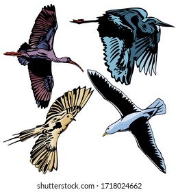 flying Birds Vector Illustration Template  Design Collection Set 12